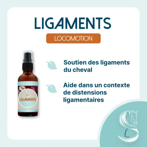Ligaments - Soutien ligamentaire pour cheval