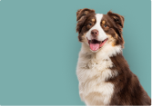 Chien