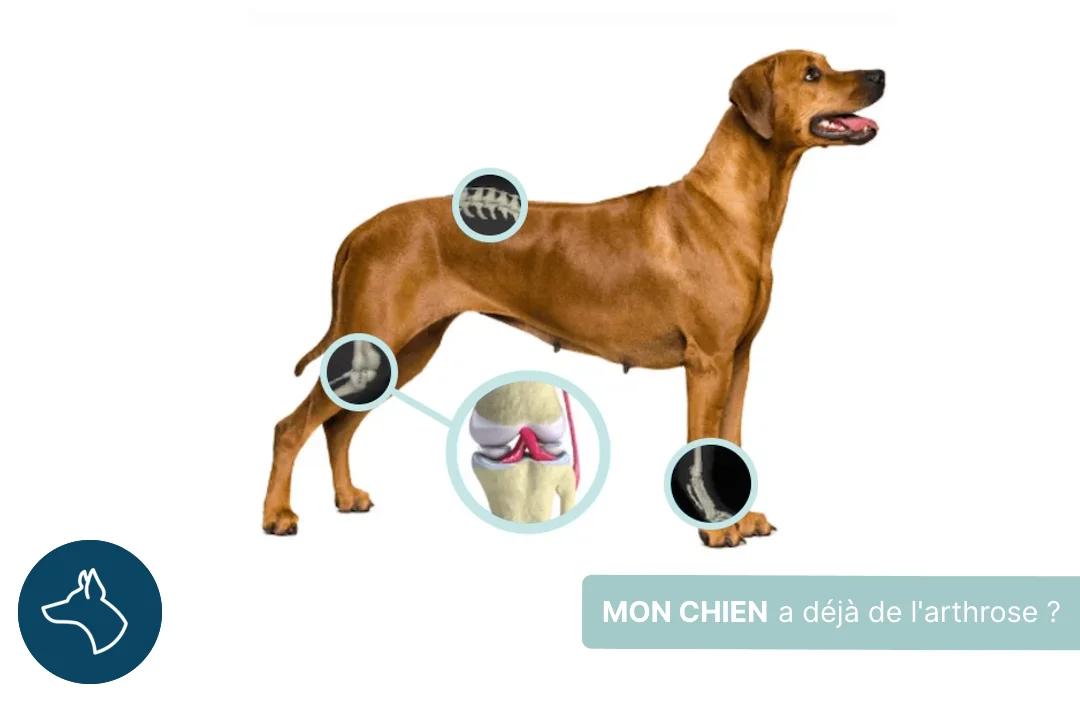 Mon chien boite, il a déjà de l'arthrose ?