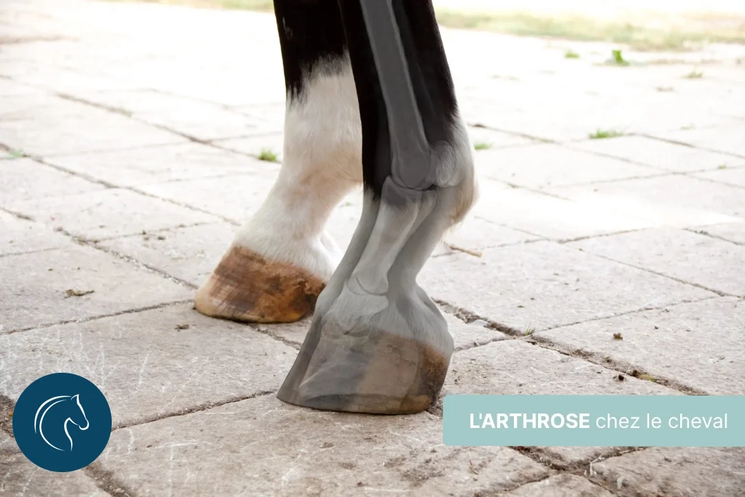 Arthrose chez le cheval : la piste immunitaire