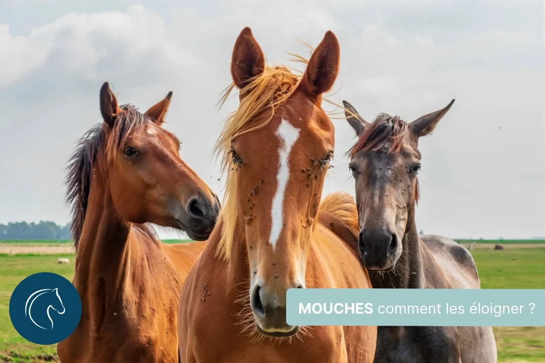 Mouches chez les chevaux : comment les éloigner ?