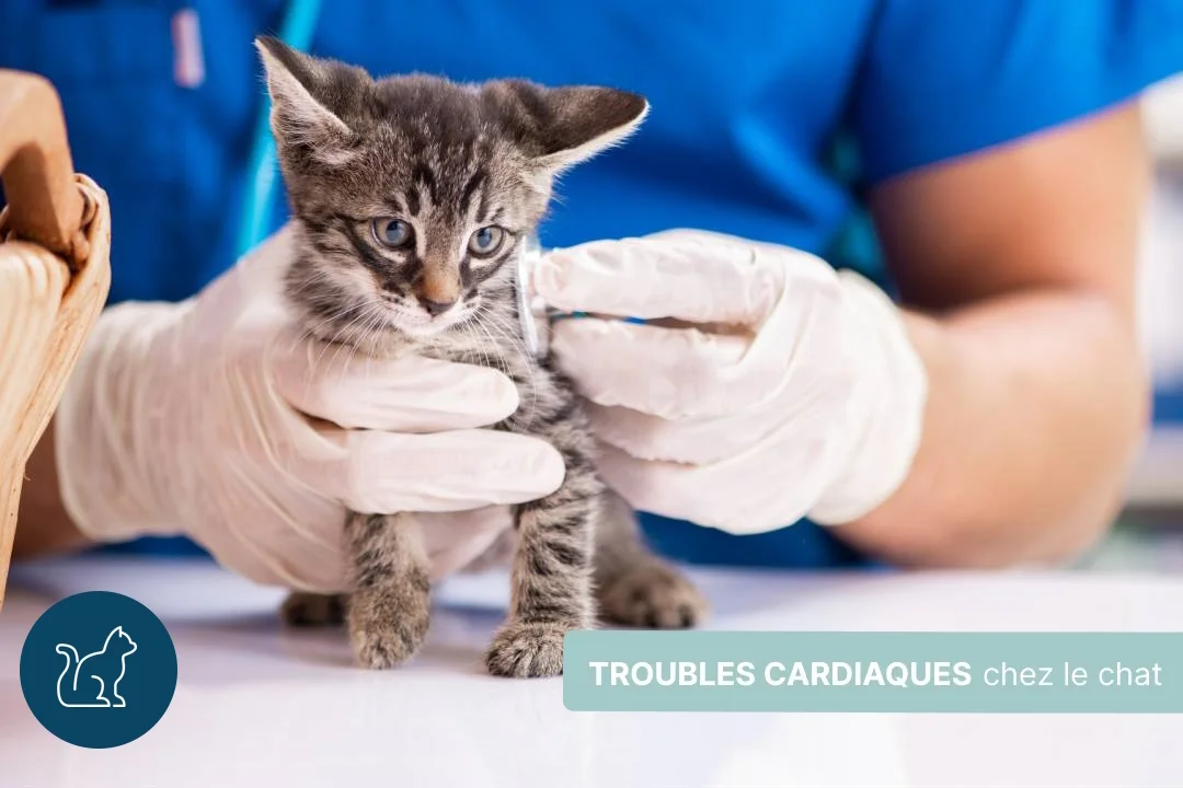 Troubles cardiaques du chat : origines et traitements