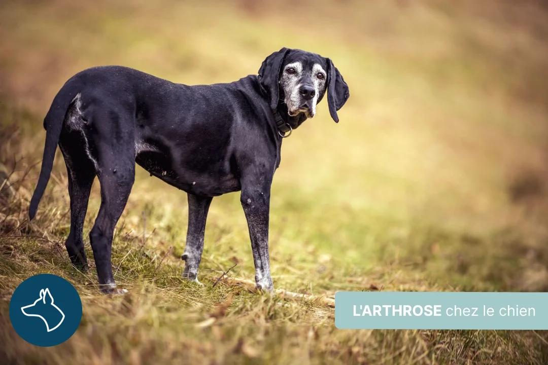 Arthrose du chien, comment traiter ?
