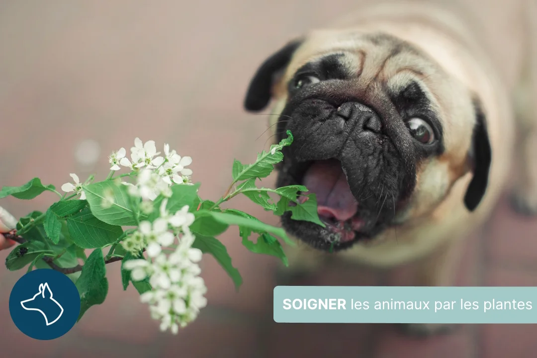 Soigner les animaux avec les plantes médicinales