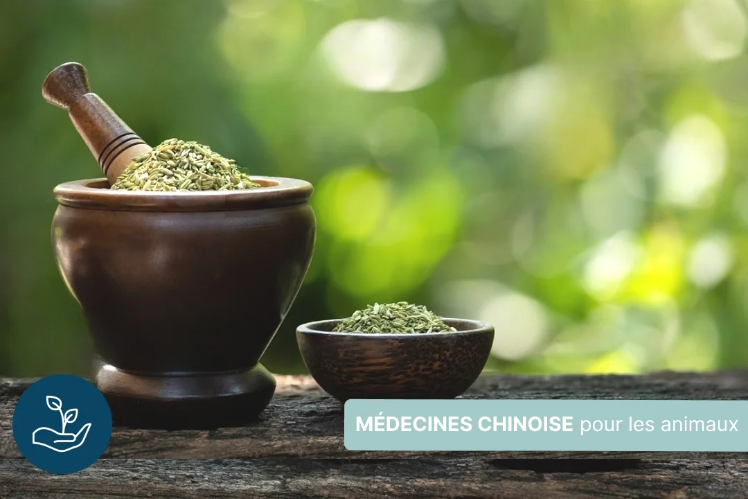 Médecine chinoise et animaux : le rôle des organes
