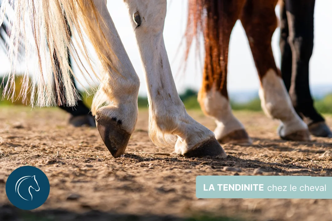 Comment prévenir et traiter la tendinite chez le cheval ?
