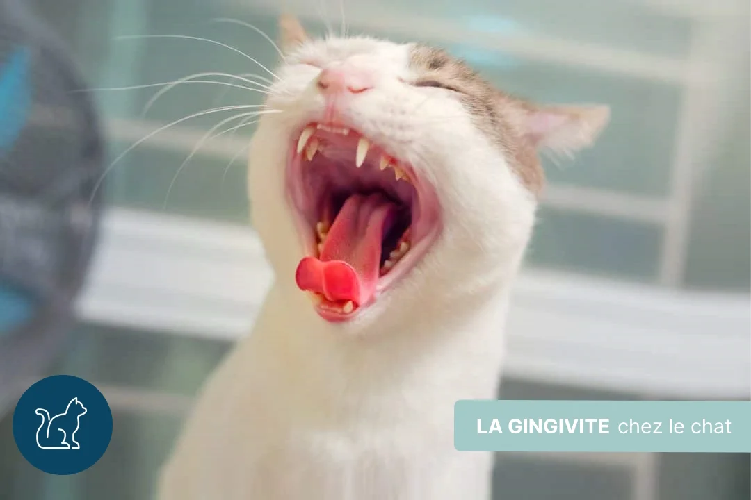 Gingivite chez le chat : symptômes, causes et traitements