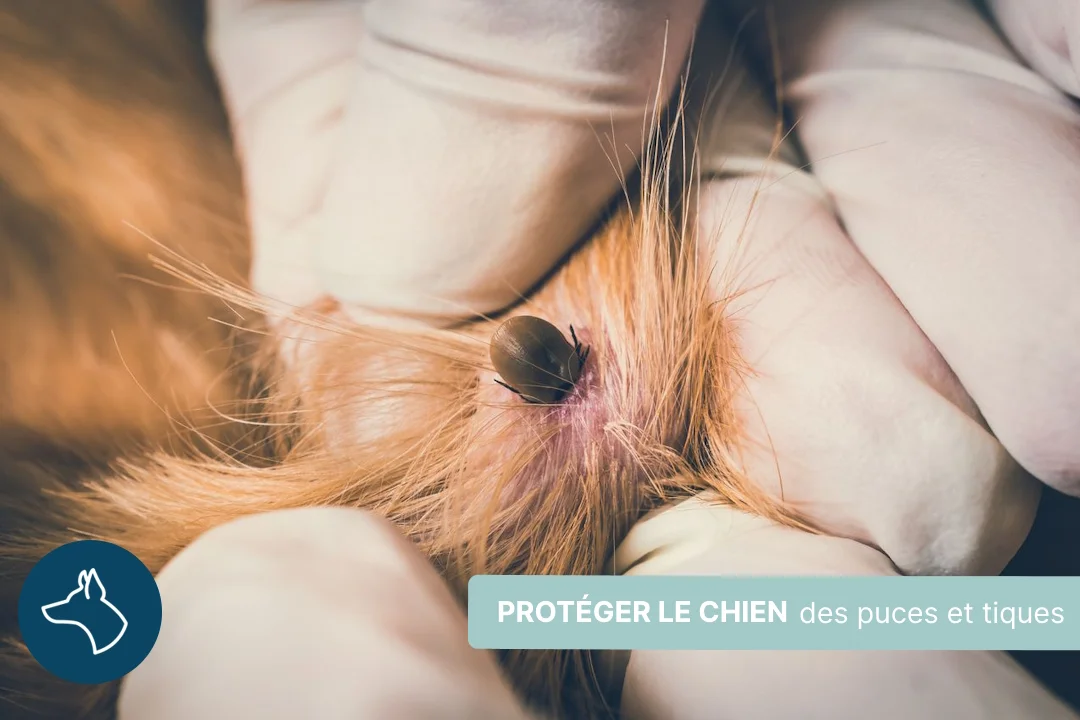 Comment protéger son chien contre les puces et les tiques ?