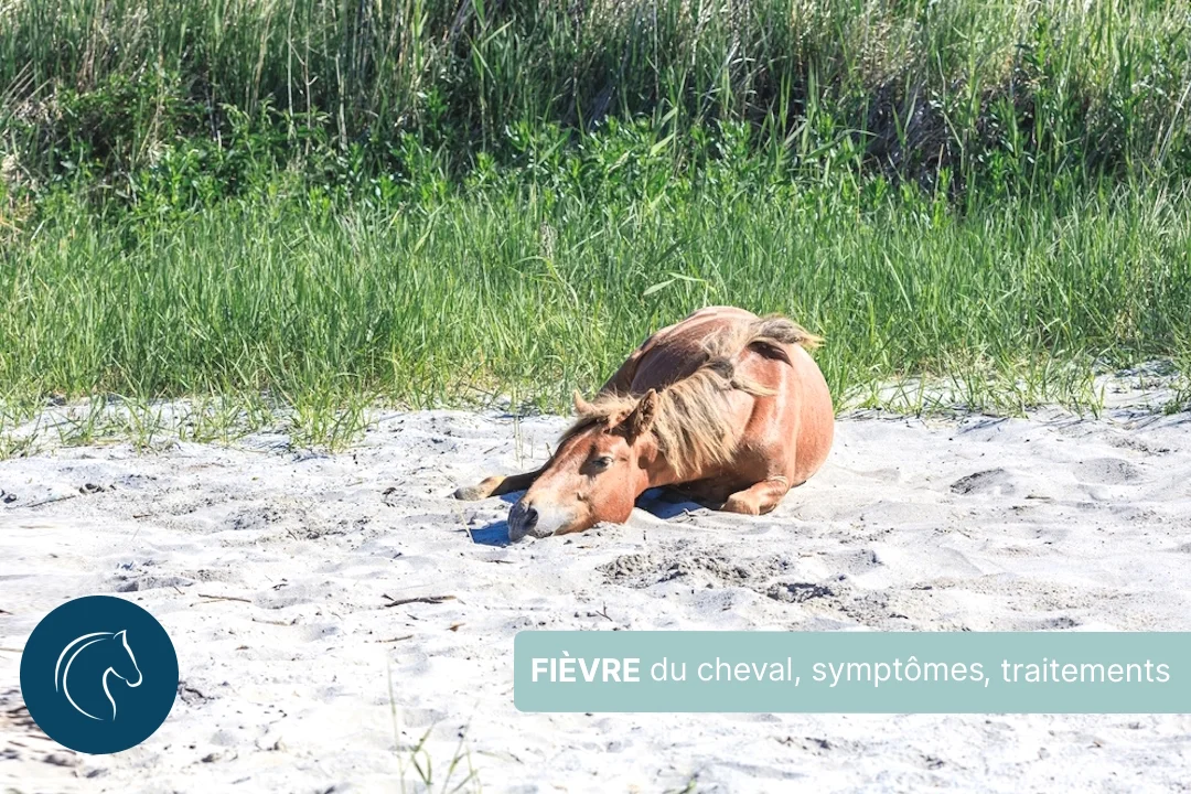 Fièvre du cheval : causes, symptômes et traitements