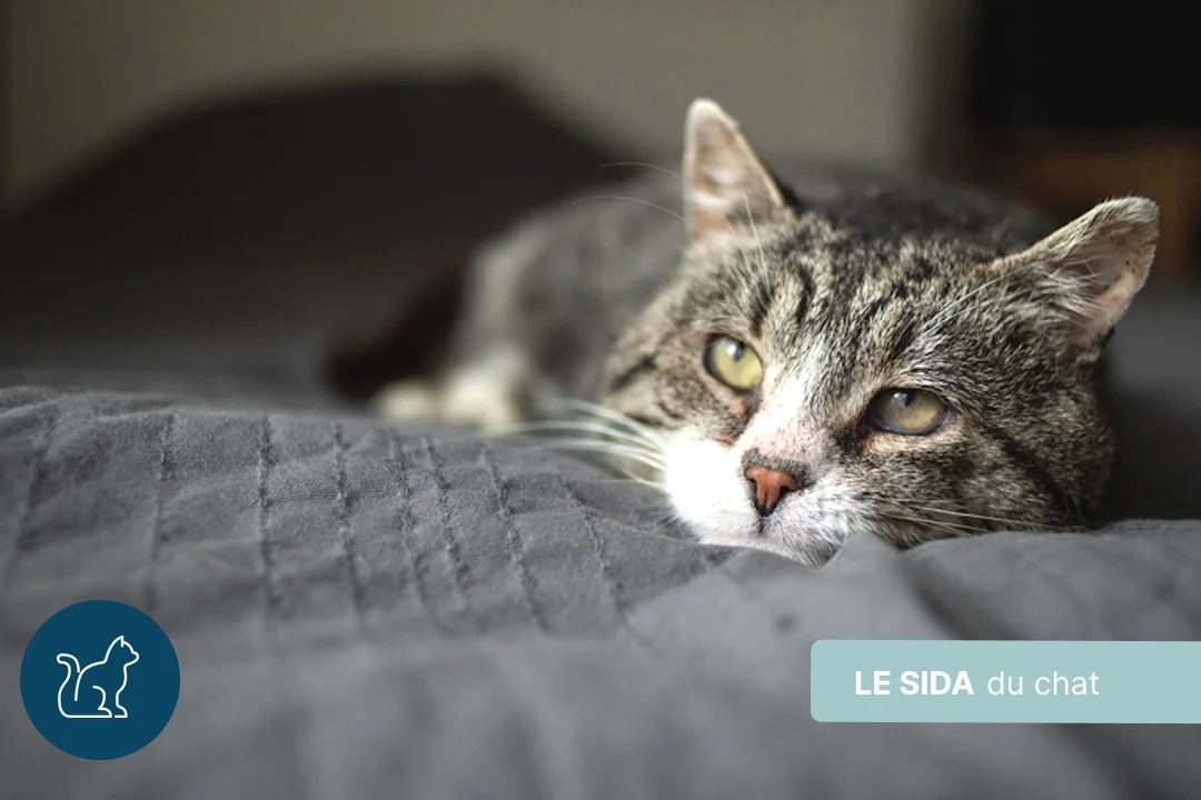 Sida des chats : tout comprendre à la FIV
