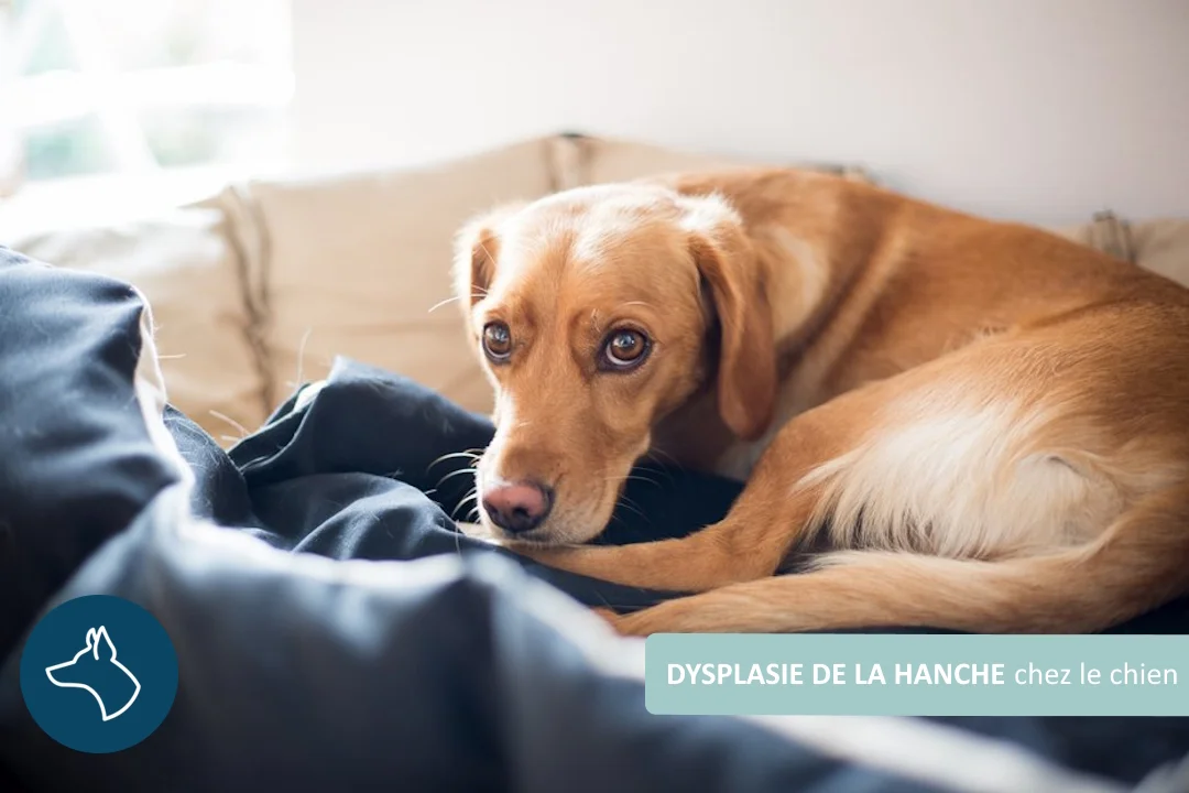 Dysplasie de la hanche chez le chien - le guide complet
