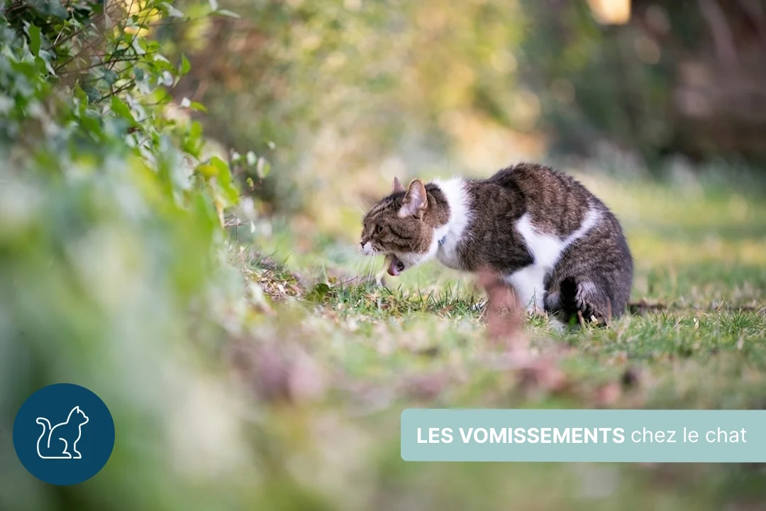 Vomissements chez le chat : comment réagir ?