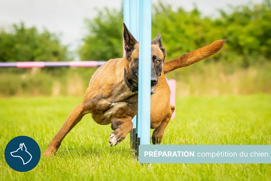 Comment préparer son chien à une compétition sportive ?