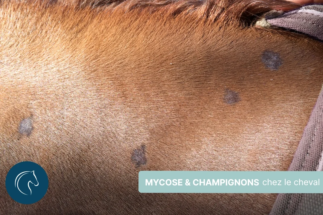 Mycose et champignons chez le cheval, guide complet