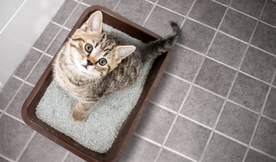 Drainage Hépato Rénal, comment drainer l'organisme du chat ?