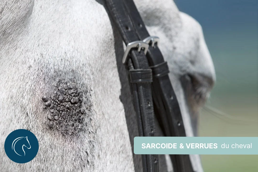Sarcoïdes & verrues chez le cheval, comment les traiter ?