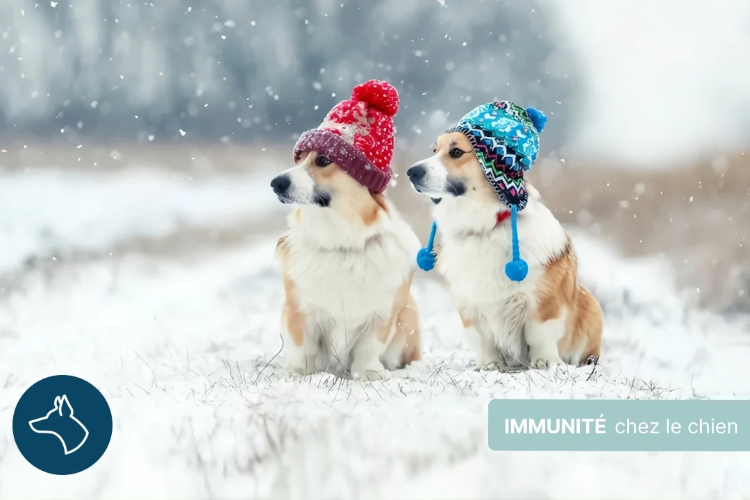 Défenses immunitaires du chien : comment les renforcer ?